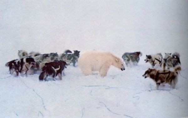 韓国人 最強の動物は 色々な動物の戦闘力を数値化してみた あにまるこりあ