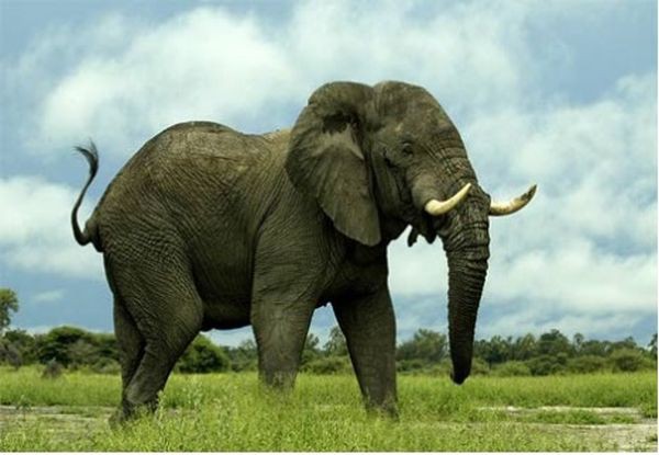韓国人 最強の動物は 色々な動物の戦闘力を数値化してみた あにまるこりあ