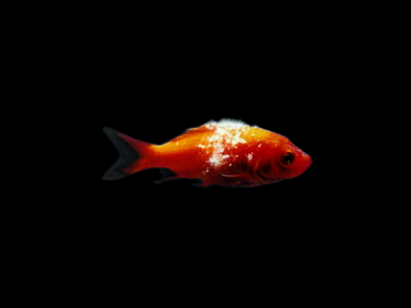 完全保存版 金魚の病気予防 治療法を徹底解説 病気の種類や症状 塩水浴や薬浴の解説付き 金魚一筋 100 金魚飼育ガイド 完全保存版 金魚の病気予防 治療法を徹底解説 病気の種類や症状 塩水浴や薬浴の解説付き 金魚一筋 100 金魚飼育ガイド