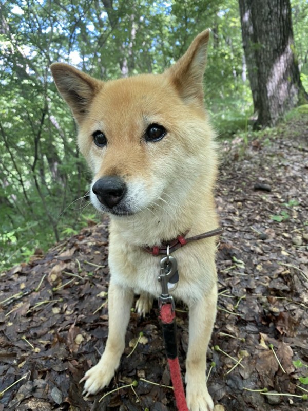 今季一番 Shiba Inu Stack 地味にはまる 大人のつみき 柴犬スタック 色んなポーズの柴犬6ピース ピンク Cat Pile 地味にはまる!大人のつみき キャットパイル 色んなポーズのねこちゃん6ピース (ピンク)