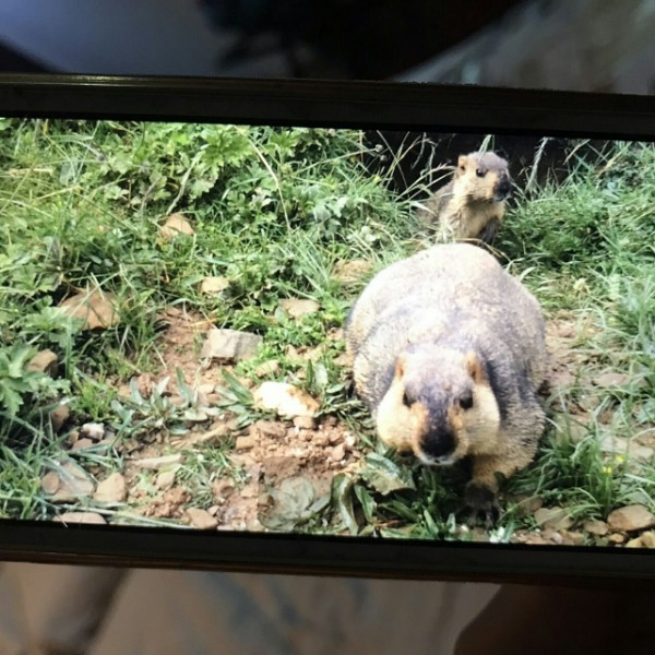 天気と可愛い動物達 アニマルウェザー ローストビーフ アニマルウェザー