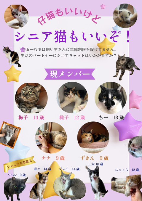 にゃんこステイ条件見直しのお知らせ : 保護猫譲渡るーむ（仙台市 あに