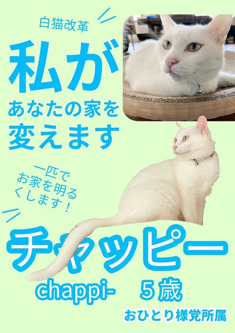白猫ページです。 チャッピー、5歳、メス、白猫 : 保護猫譲渡るーむ（仙台市 あに