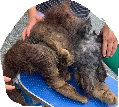 毛玉だらけの犬 伝わり方は様々です 仙台往診専門動物病院 移動アニマルクリニック浜口