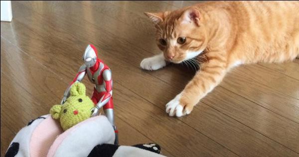 拾われた仔猫の成長を見守るウルトラマン あにまぁる