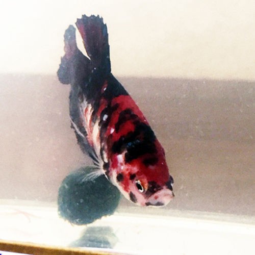 鯉ベタ稚魚のカラーバリエーション 彡 豹子頭bettalife