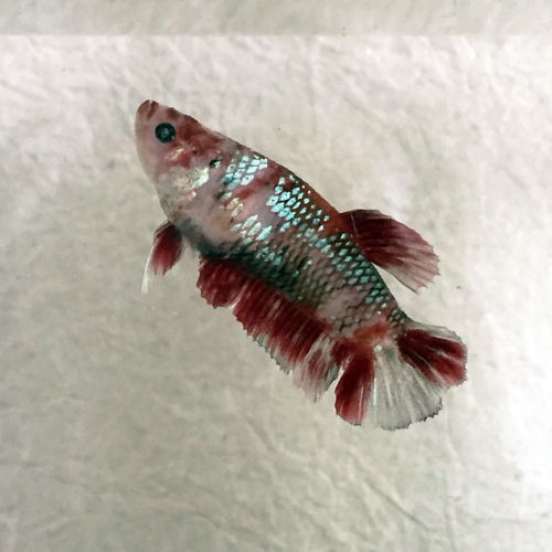 鯉ベタの病気 腹水病 寧々 ちゃんに異変 豹子頭bettalife