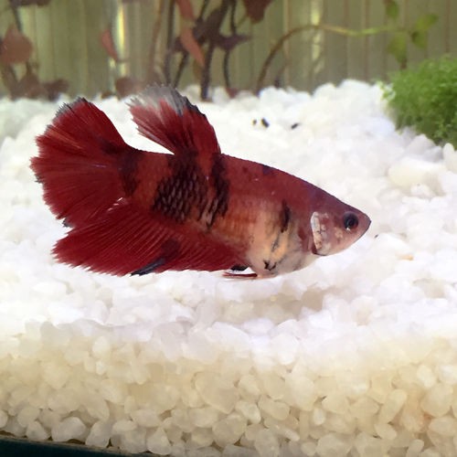 日に日に成長する鯉ベタ稚魚達 豹子頭bettalife