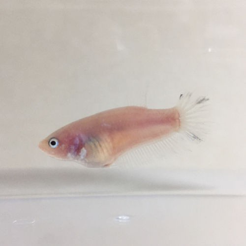 ヤフオク新出品通信 豹子頭bettalife