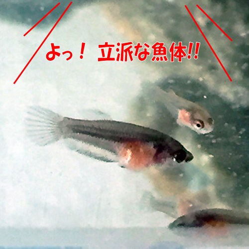 稚魚の餌完食スピードが日々更新されてきました 豹子頭bettalife