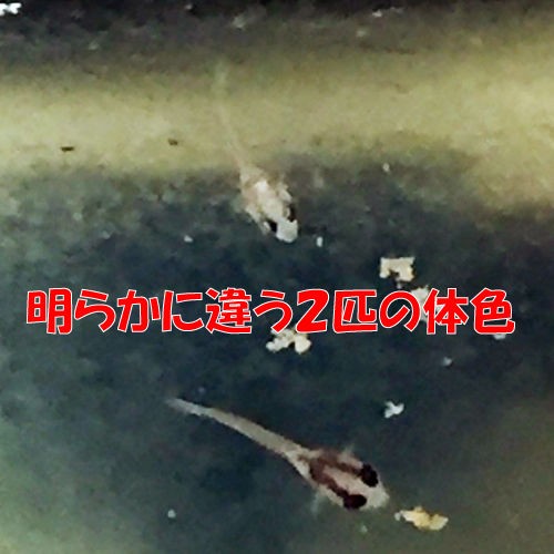 今日も元気なアルビノ鯉ベタ稚魚ちゃん 豹子頭bettalife