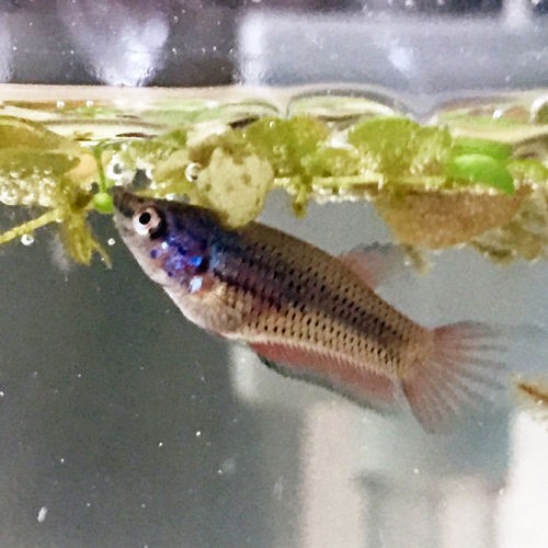 随分と大きくなり色付き始めたベタ稚魚 豹子頭bettalife