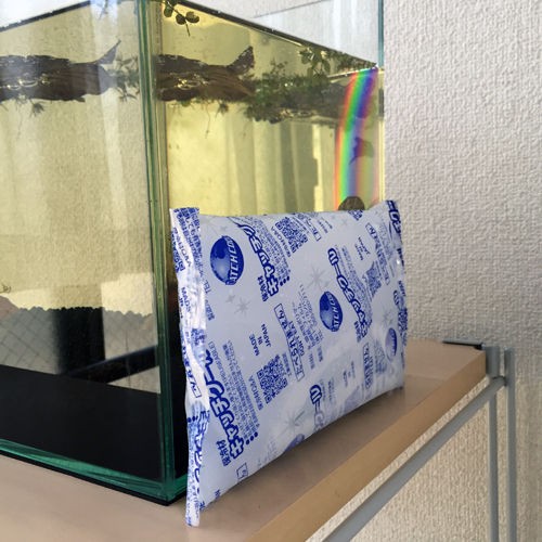 鯉ベタ稚魚2日目の朝と暑さ対策 豹子頭bettalife