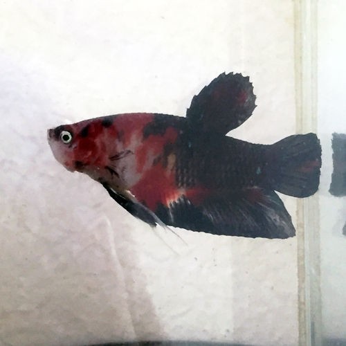 日に日に成長する鯉ベタ稚魚達 豹子頭bettalife