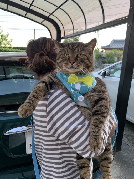 猫 性格悪いです 懐かないです 自己中心的です こいつが天下とった理由 猫だらけニュース