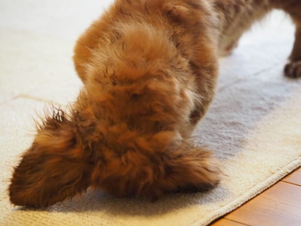 しゃんぷーしました 花とワンコな日々