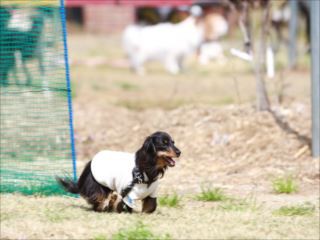 蚊取り線香 犬の美容と雑貨 ドックランのお店ann Kuroda アンクロダ