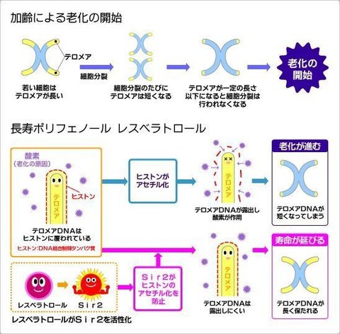 ジュネスグローバル : 男のアンチエイジング