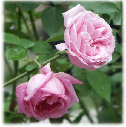 ヒュイリートウ Antiquerosegardenのブログ