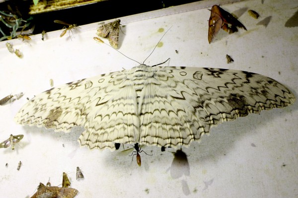 超巨大！ナンベイオオヤガ : ありんこ日記 AntRoom