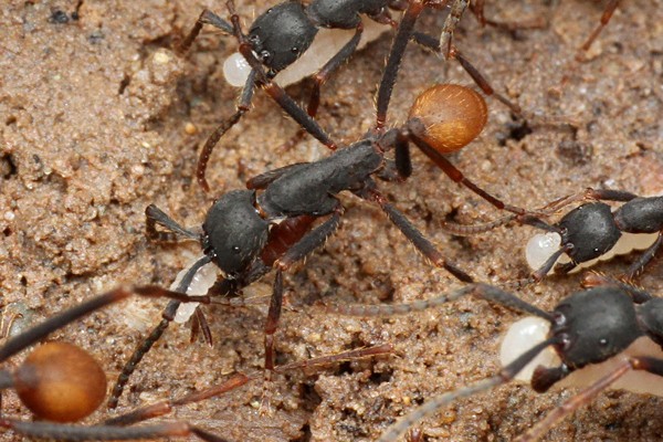 南米ペルー調査 その16 バーチェルグンタイアリの好蟻性昆虫たち : ありんこ日記 AntRoom