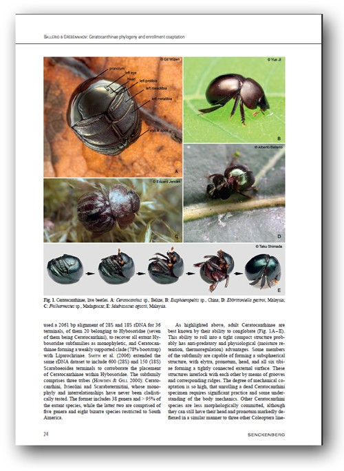 マンマルコガネの論文 : ありんこ日記 AntRoom