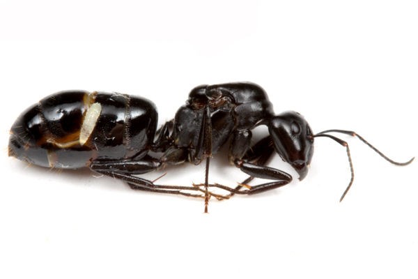 オオアリ類に寄生するハエ ありんこ日記 Antroom