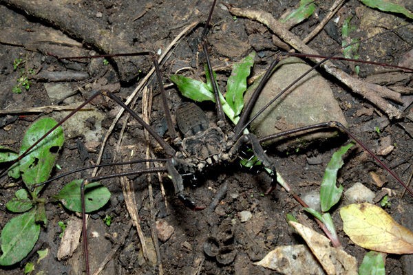 南米ペルー調査 その5 超巨大バッタ発見！ : ありんこ日記 AntRoom