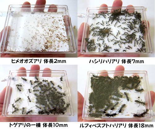 アリの世界の１ｍｍは大きい ありんこ日記 Antroom