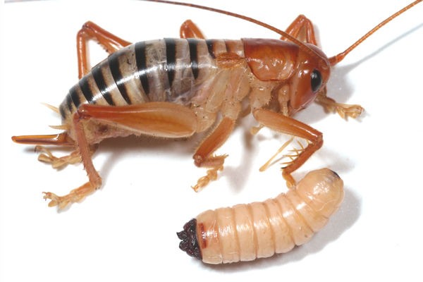 バッタの寄生虫たち : ありんこ日記 AntRoom