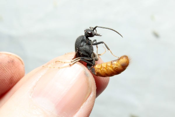 南米ペルー調査 その7 パラポネラを捕食するディノポネラ