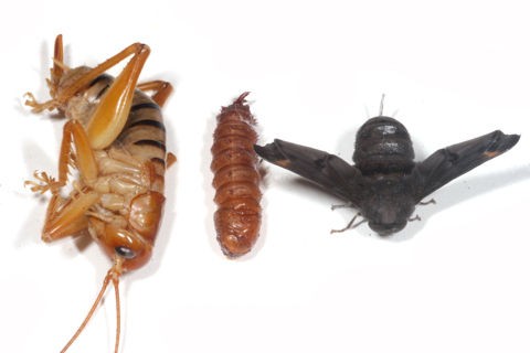 バッタの寄生虫たち : ありんこ日記 AntRoom