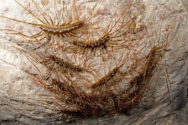 洞窟でコウモリ観察 その2 ありんこ日記 Antroom