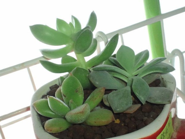 今現在 ｈａｋｏｎｉｗａ