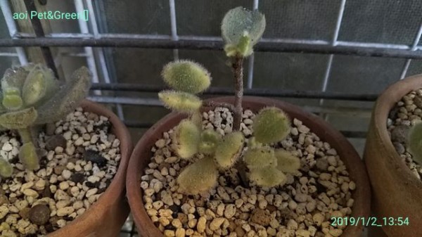 お猿の尻尾 ｈａｋｏｎｉｗａ