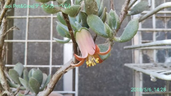 焦げたハオルチア ｈａｋｏｎｉｗａ