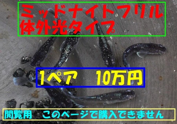 垂水さんの新作メダカ ミッドナイトフリル その11 ホームページからの