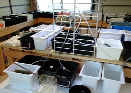 加温水槽が80個 岡崎葵メダカのつぶやき