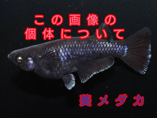 取引中　種親候補　ミッドナイトフリル　漆黒タイプ　オス２匹メス1匹　現物販売　 楽天市場】【成魚1ペア～10匹】メダカ ミッドナイトフリル漆黒タイプ