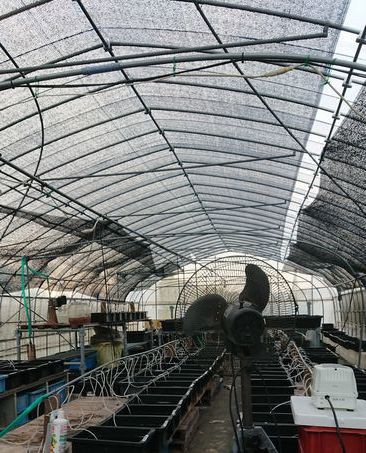 メダカハウスを夏仕様に 岡崎葵メダカのつぶやき