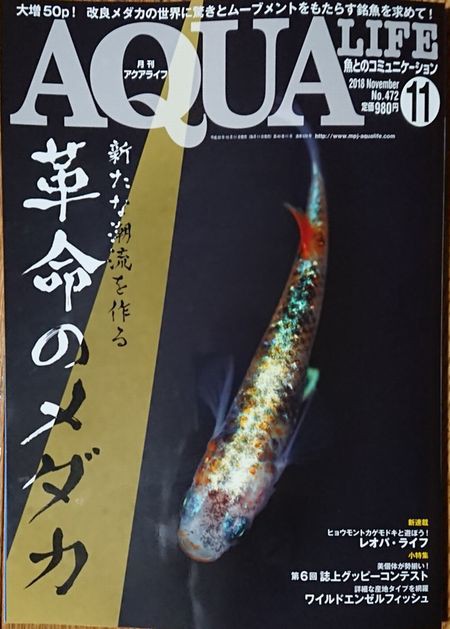 今月発売のアクアライフはメダカ特集 : 岡崎葵メダカのつぶやき