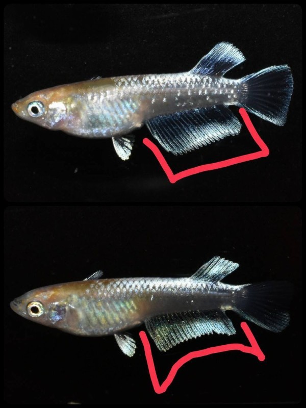 キッシングワイドフィンの雌雄の選別 : 岡崎葵メダカのつぶやき