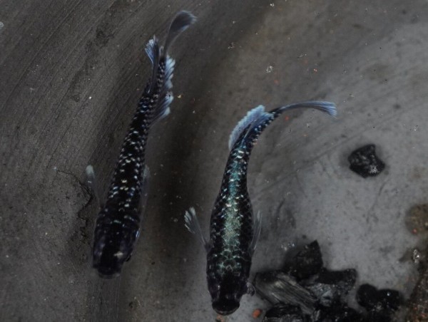 【ayaめだか】ミッドナイトフリル（体外光）メス2 オス1 爆産中 E-23 ミッドナイトフリルメダカ\u003c改良メダカ解説\u003e | AQUALASSIC