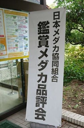日本メダカ協同組合さん主催の品評会 岡崎葵メダカのつぶやき