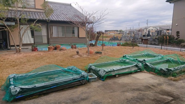 メダカの冬眠 岡崎葵メダカのつぶやき メダカの冬眠 岡崎葵メダカのつぶやき