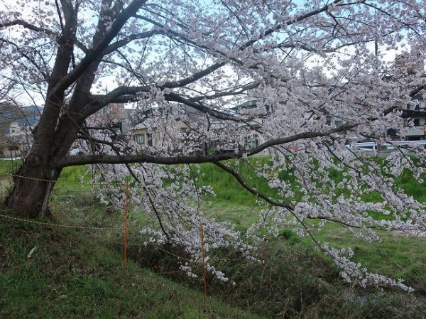 鄙の桜 土手の桜 川岸から Riverside Life