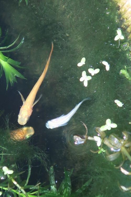 白いメダカが二匹 ちょっぴり色っぽく 超元気で 川岸から Riverside Life