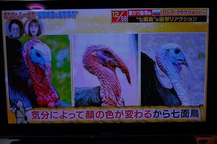 七面鳥 元トヨタマンの目