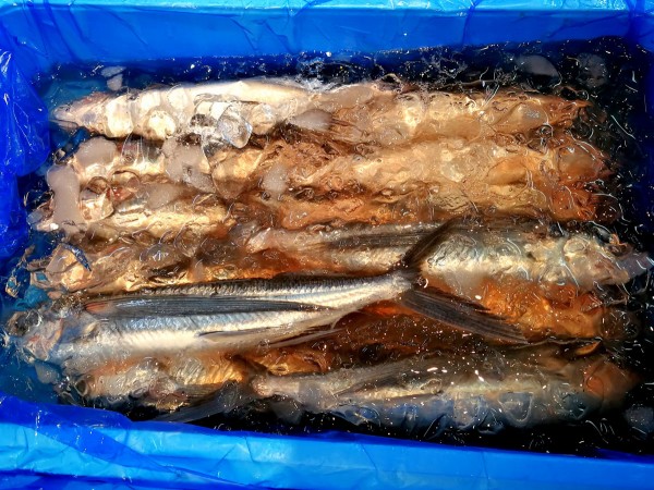 おうちご飯 トビウオの刺身 茄子の煮びたし 青木葉 Eatful Life