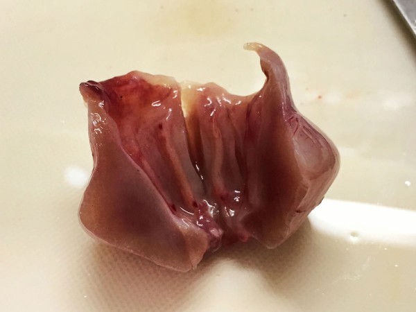 おうちご飯 ボラの刺身 ボラフルコース トラウマ克服 青木葉 Eatful Life